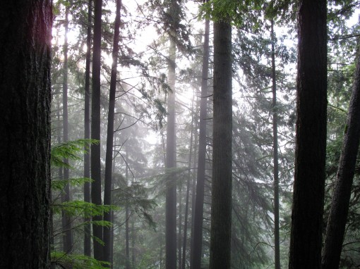 Hiking in Capilano Canyon on a foggy, rainy day in December