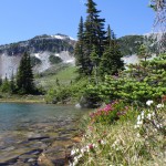 Wild flowers grow along the edge of Symphony Lake in Whistler's Alpine