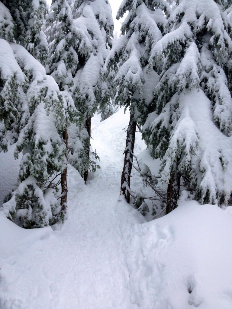 The Snowshoe Grind passes through the trees