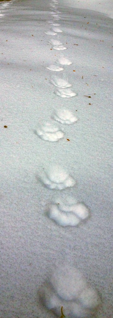 Cougar tracks in the snow on Zoa Peak.