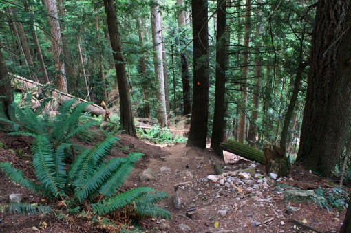 Baden Powell Trail between Skyline and Grouse Mountain