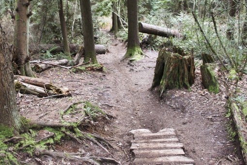 Burnaby Mountain Trails near North Road