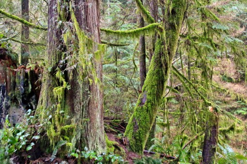 North Vancouver Forest