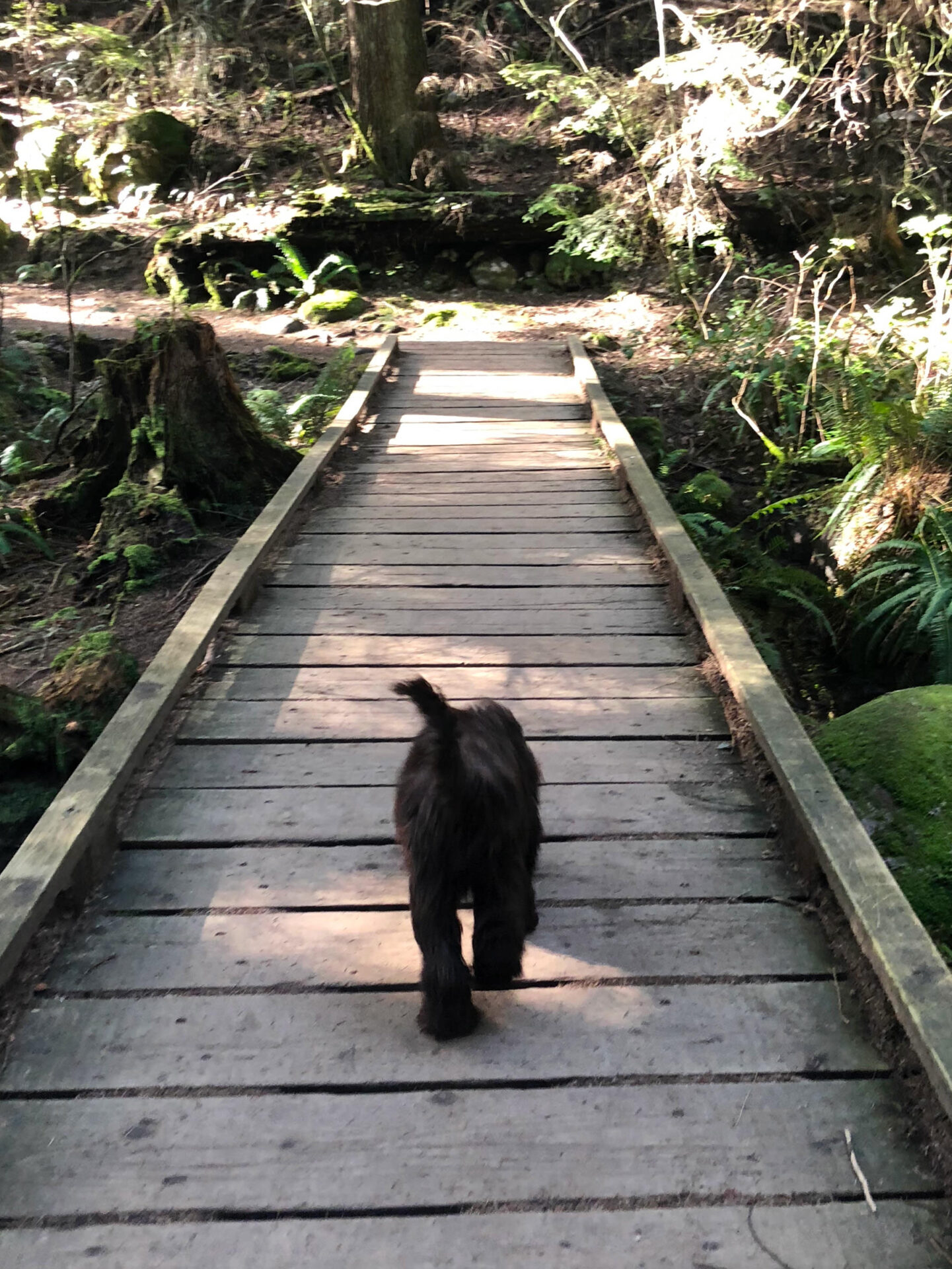 5 Best Dog Friendly Trails in Metro Vancouver | Vancouver Trails