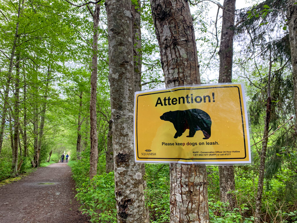 Bear in Area