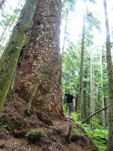 Hollyburn Ridge