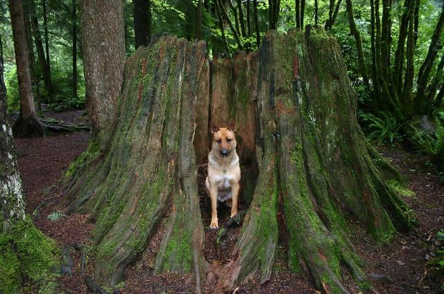 Golden Ears Prov Park