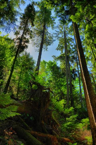 Sasamat Lake