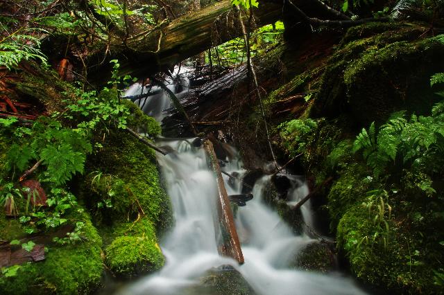 Helm Creek Trail, Garibaldi