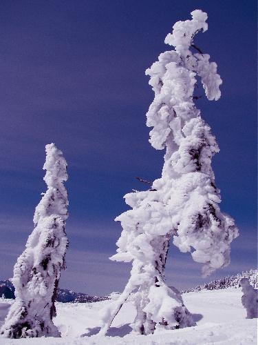 Frozen Beauty Of Trees