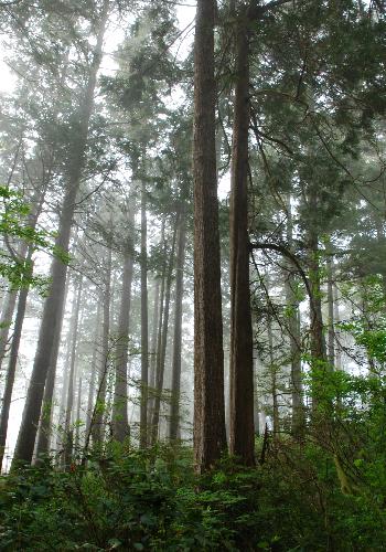 Pacific Spirit Park