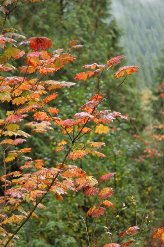 Buntzen Lake Loop