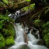 Helm Creek Trail, Garibaldi