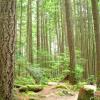 Buntzen Lake Trail