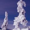 Frozen Beauty of Trees