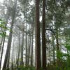 Pacific Spirit Park