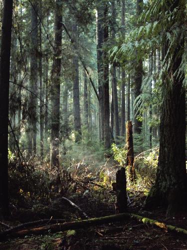 Pacific Spirit Regional Park