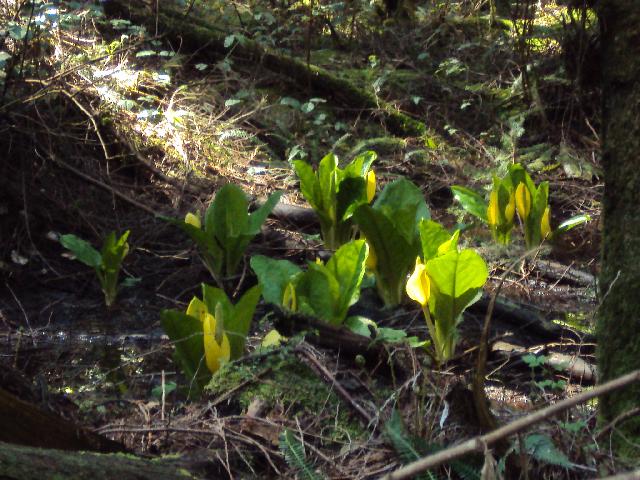 Pacific Spirit Regional Park