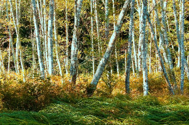 Meadow Trail