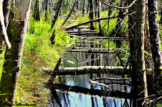 Killarney Lake