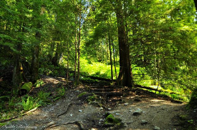 Capilano Regional Park Trail