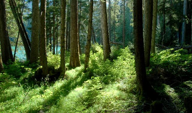 Cheakamus Lake Trail