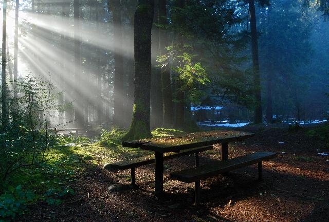 Baden Powell Trail In Lynn Canyon Park