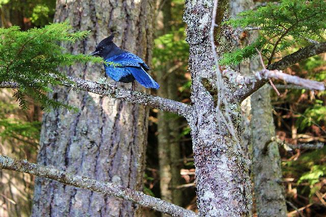 Stawamus Chief