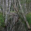 Killarney Lake Trail