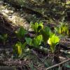 Pacific Spirit Regional Park