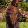 Grouse Grind