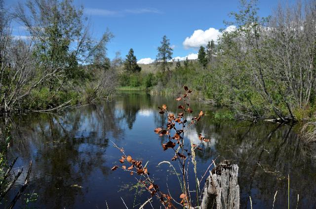 Vaseux Lake Birdwatching Trail