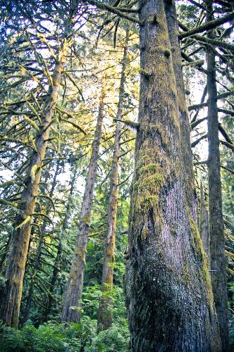 Clear Creek Campground Trails