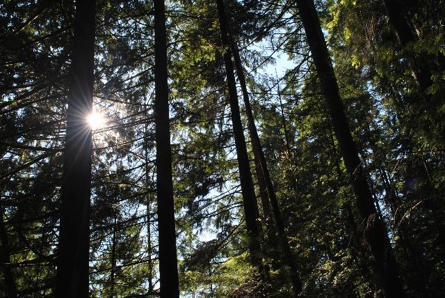 Lynn Canyon Park