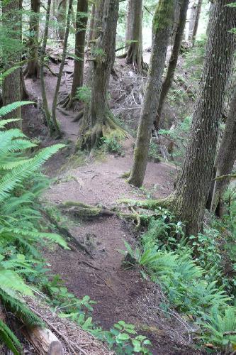 Juan De Fuca Trail