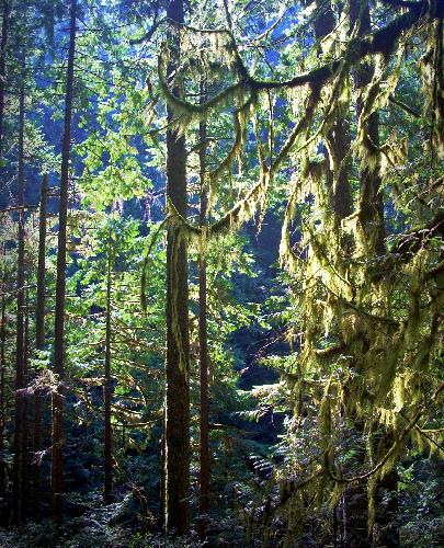 Capilano River Loop Trail