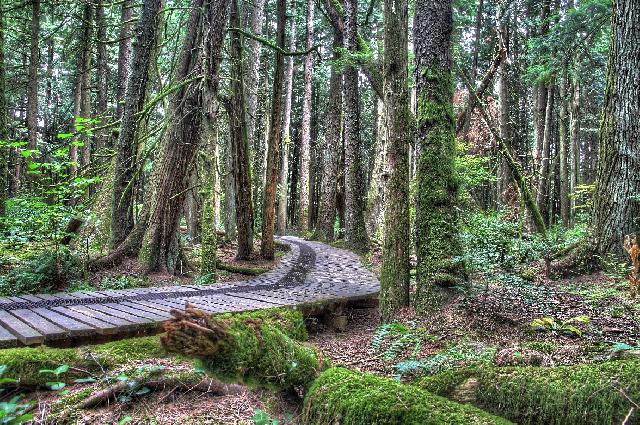 Burns Bog Photo | Hiking Photo Contest | Vancouver Trails