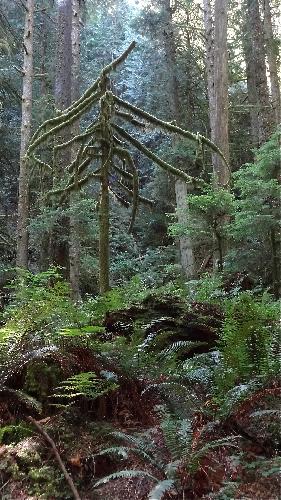 Whyte Lake Trail