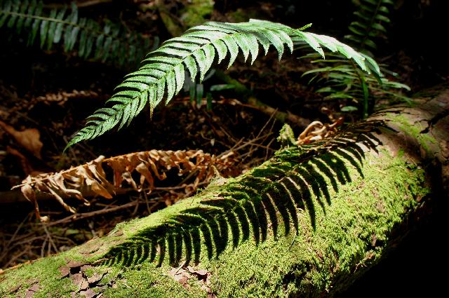 Baden-Powell Trail