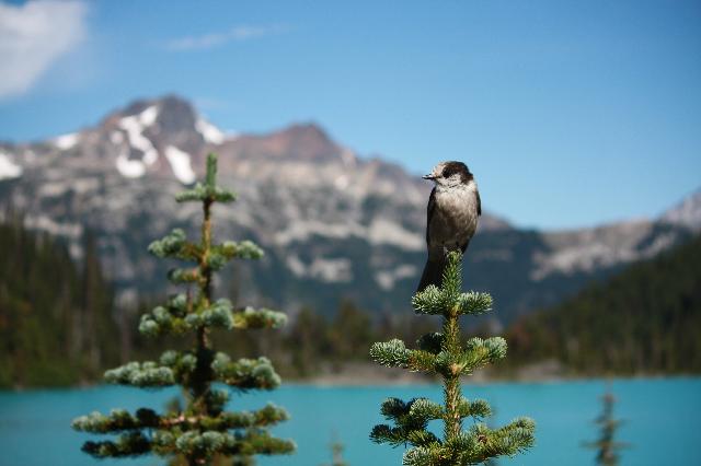 Joffre Lakes