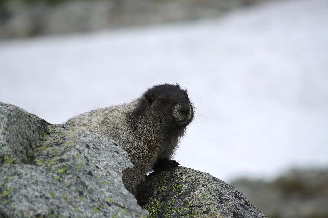 Joffre Lakes