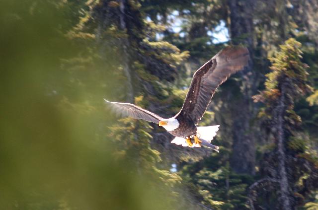 Garibaldi Lake