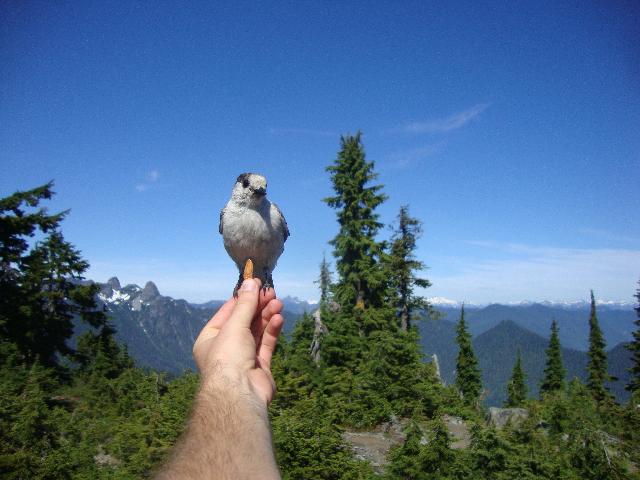 Hollyburn Mountain