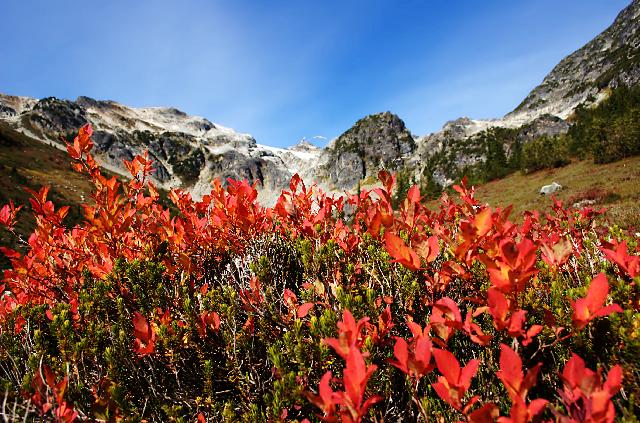 Brandywine Meadows