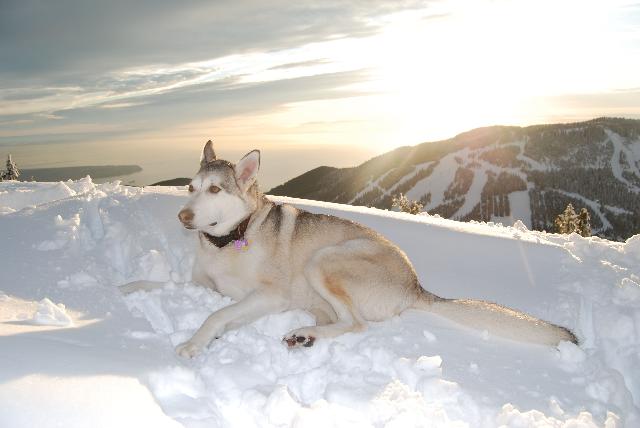 Hollyburn Ridge