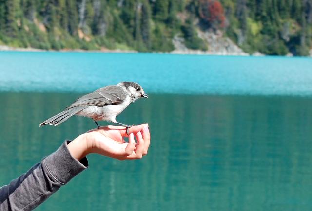 Garibaldi Lake