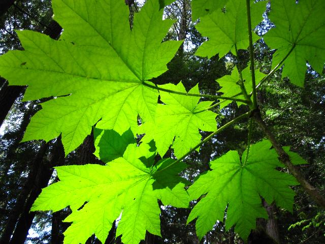 Cheakamus Lake