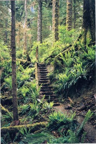 Carmanah Valley Trail