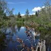 Vaseux Lake birdwatching trail