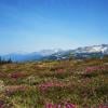 Blackcomb Peak A